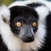 Black-n-White Ruffed Lemur