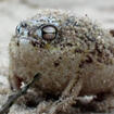 Desert Rain Frog