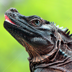 Sailfin Dragon