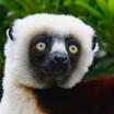 Coquerel's Sifaka