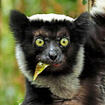 Indri Lemur