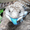 Blue-Tongued Skink